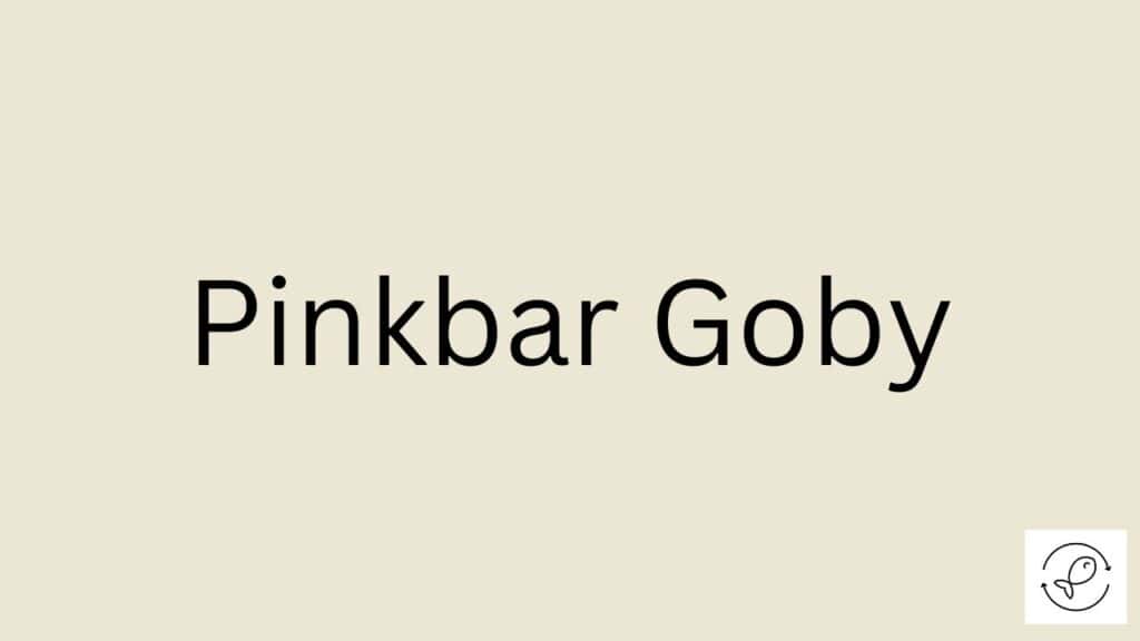 Pinkbar Goby Featured Image