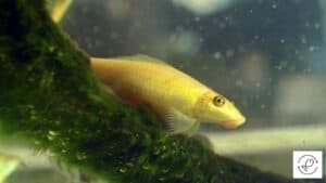 Chinese Algae Eater Care - All You Need to Know