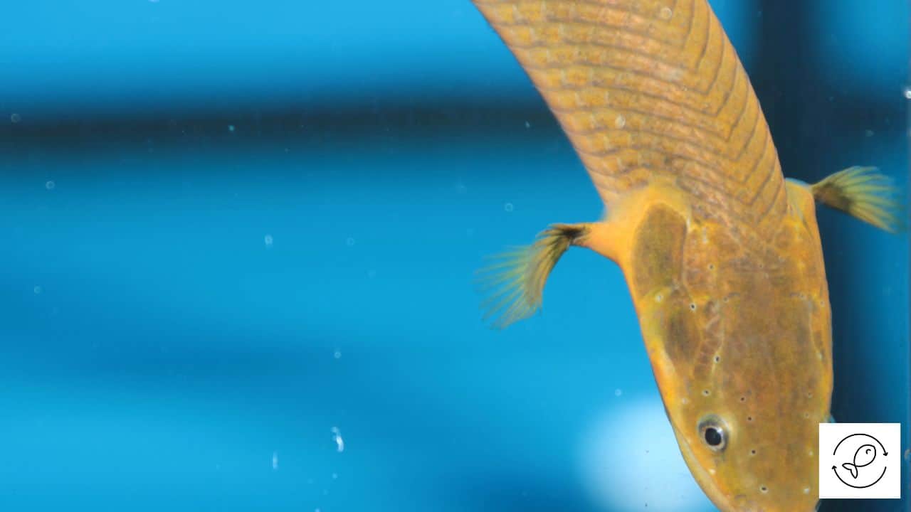 Ropefish Care - The Complete Guide