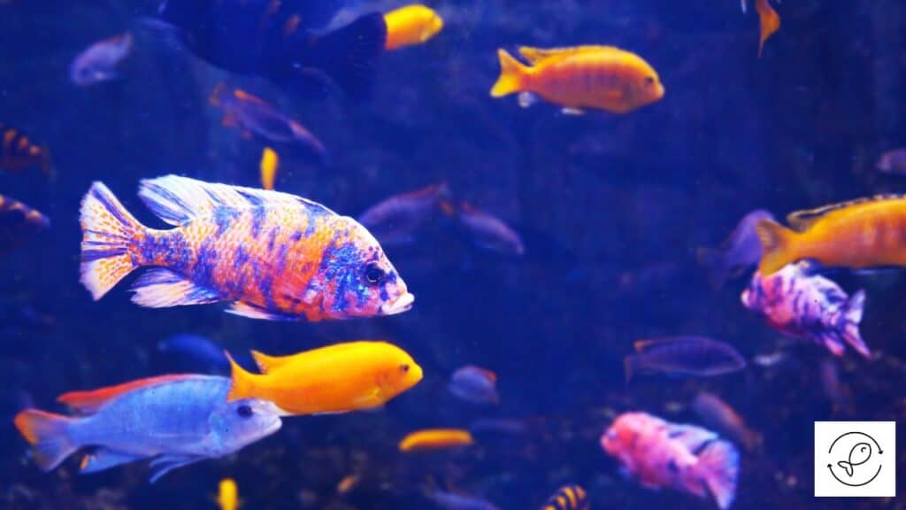 Dechlorinating Fish Tank