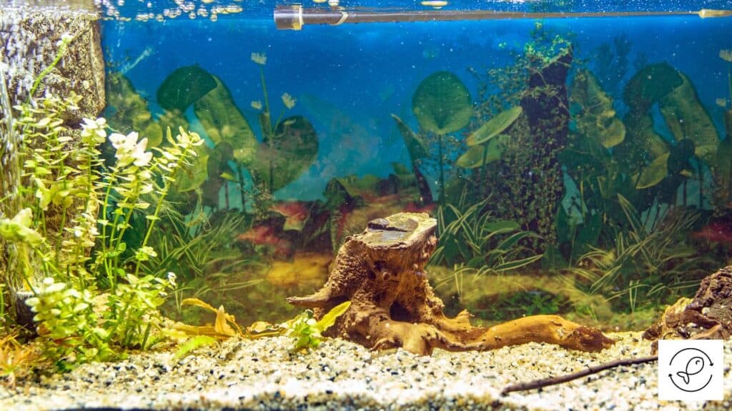 Driftwood in an aquarium