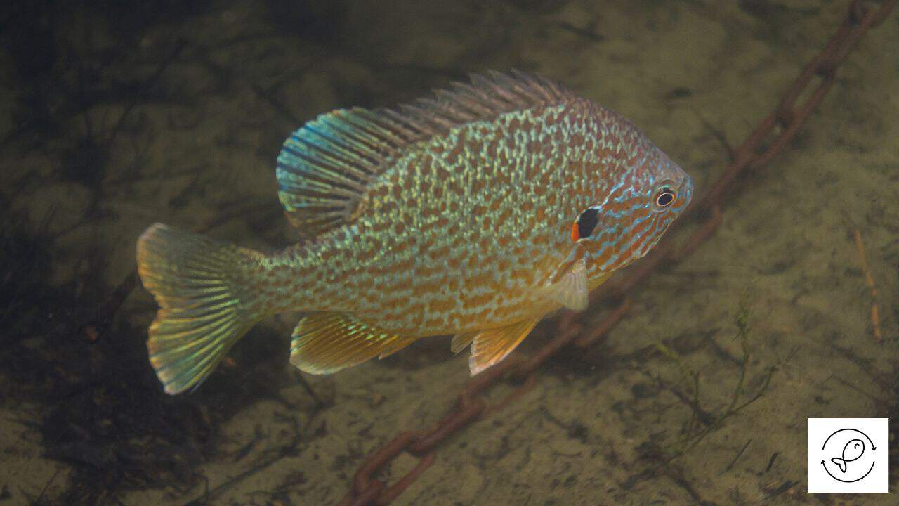 Fish Tank Water Is Murky (Causes + Solution)