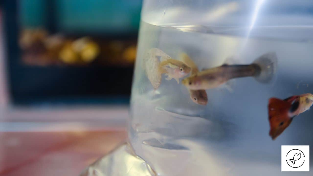 How Long Can Fish Stay in a Bag (Factors to Consider While Transporting