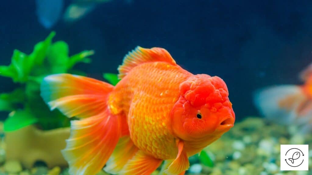 Goldfish sleeping in an aquarium