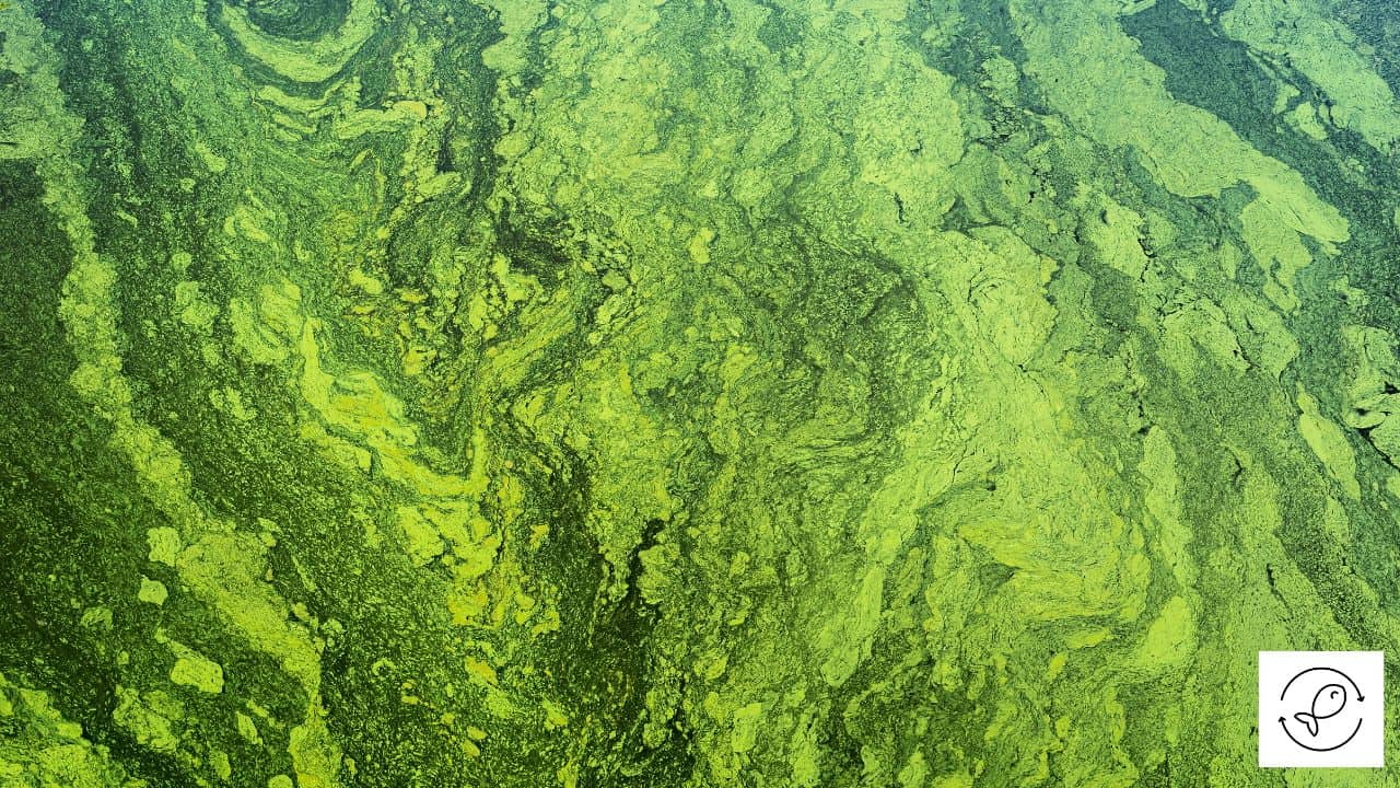 Why Aquarium Water Turns Green (Causes + Preventive Measures)