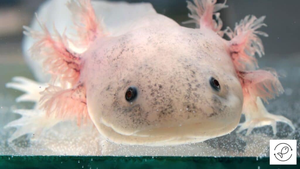 Axolotl in an aquarium