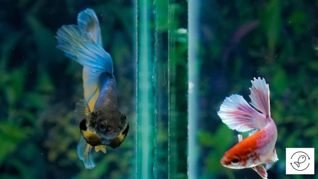 Male and female bettas together