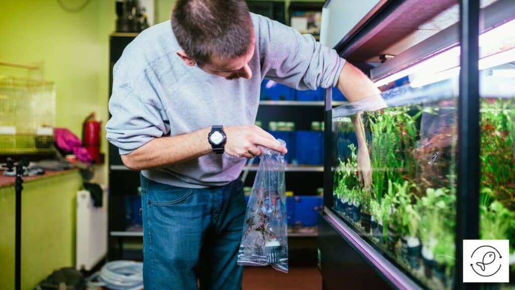 Man choosing fish in aquarium shop