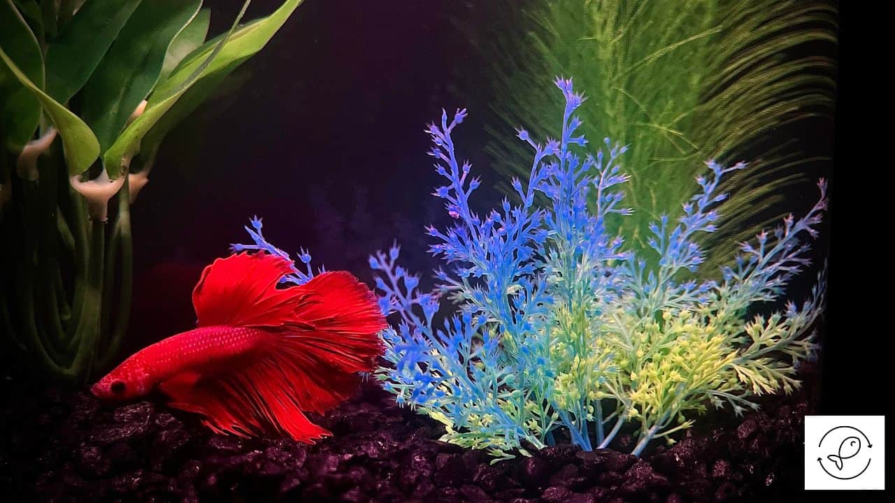 Do Bettas Sleep? (Everything You Should Know)