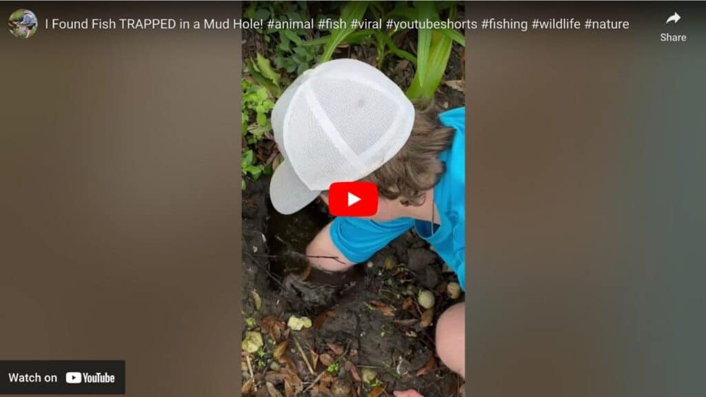 Catching aquarium fish from mud holes
