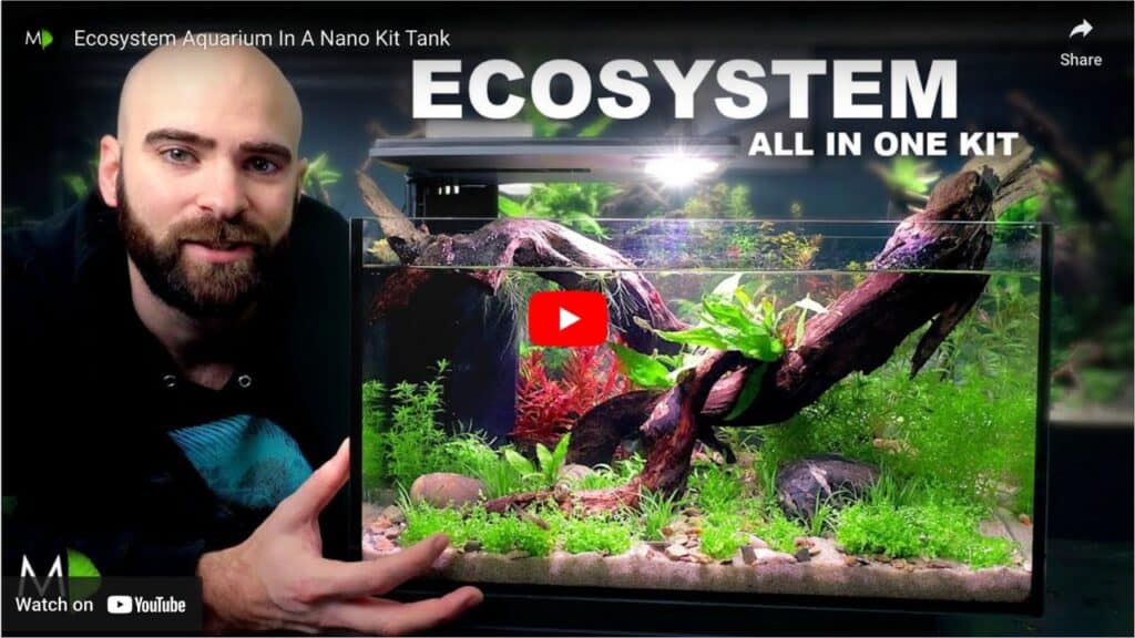 Building a nano aquarium ecosystem