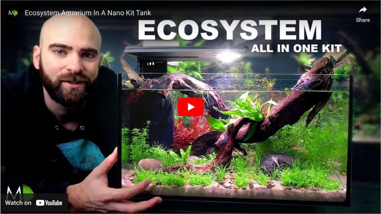 How to Easily Create a Thriving Nano Aquarium Ecosystem at Home