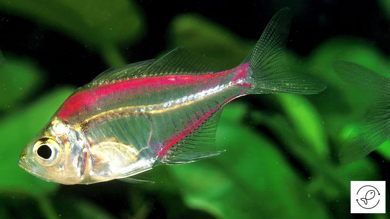 Worst Practice in Aquarium Trade