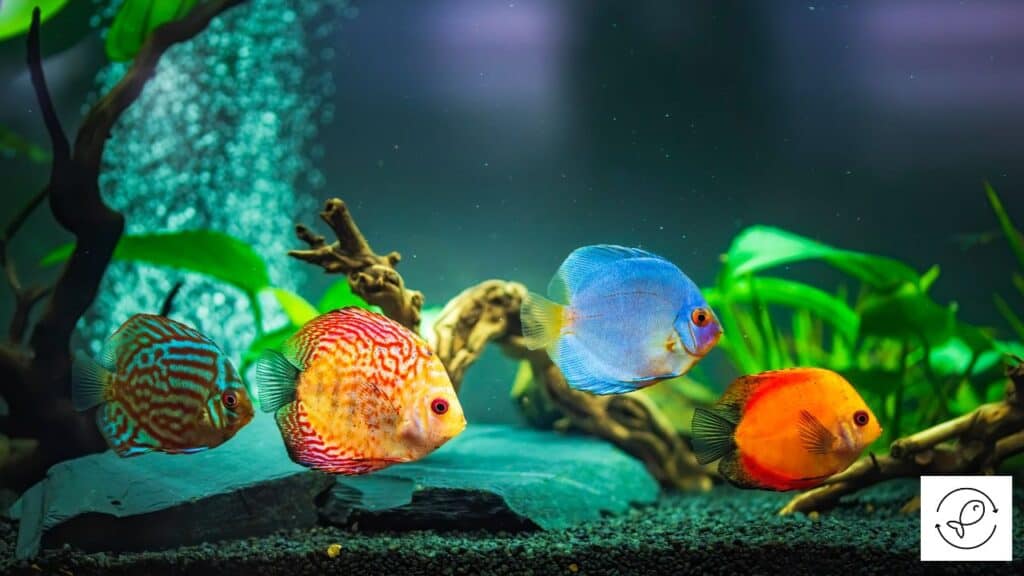 Eco-friendly fish tank