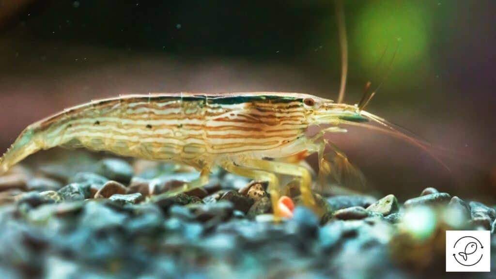 Freshwater Invertebrate
