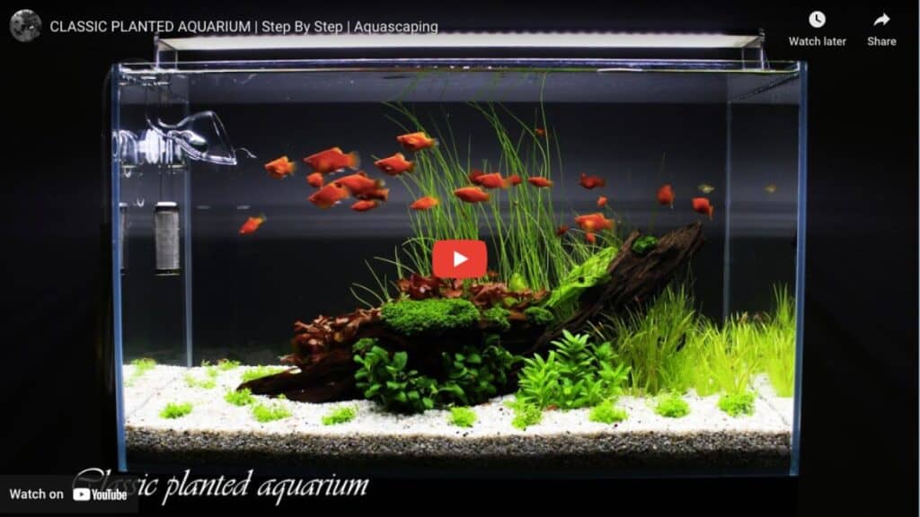 aquascaping