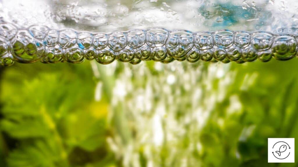 5 Reasons Why Foamy Bubbles Form in A Fish Tank