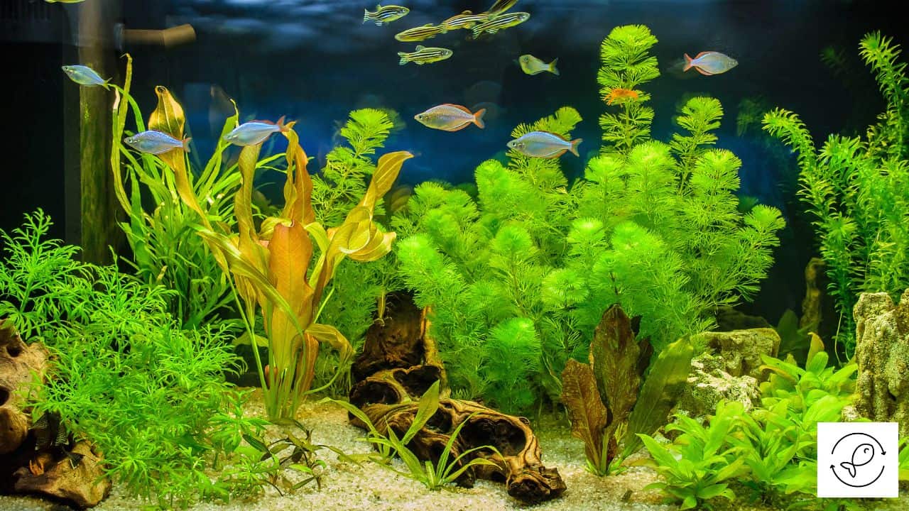 How to Set Up Substrate for Live Plants?