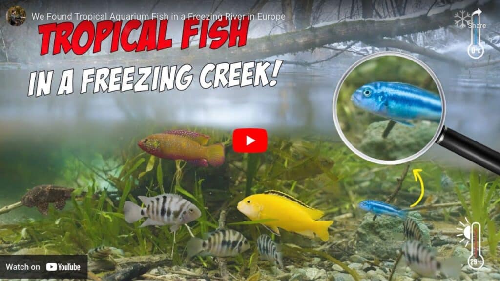 Tropical fish in an European river