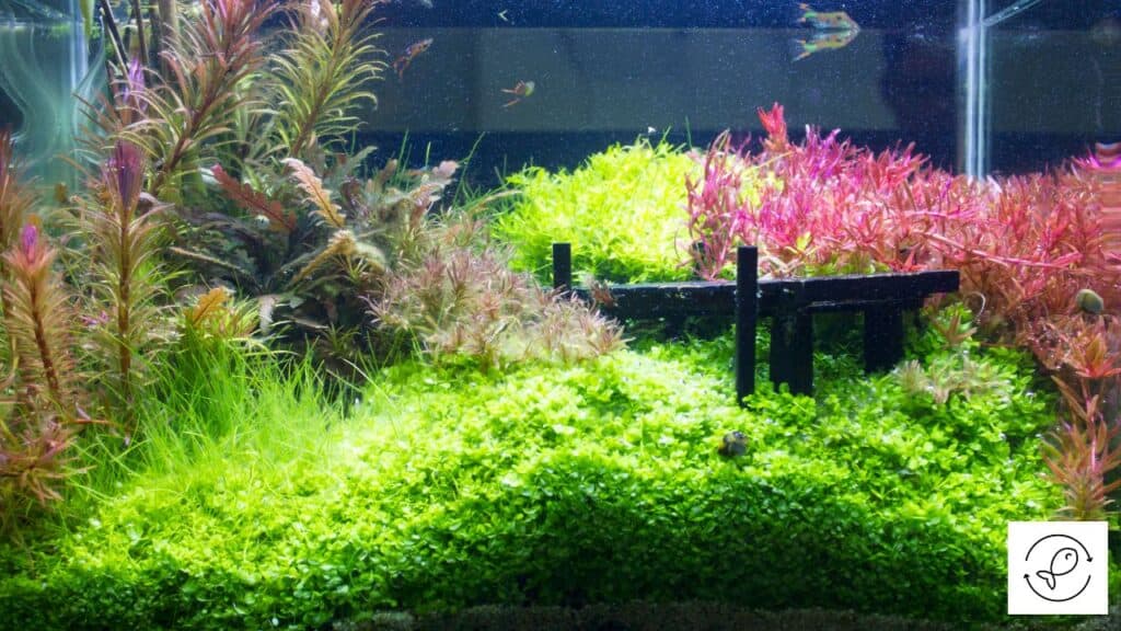 Fish tank without spot algae