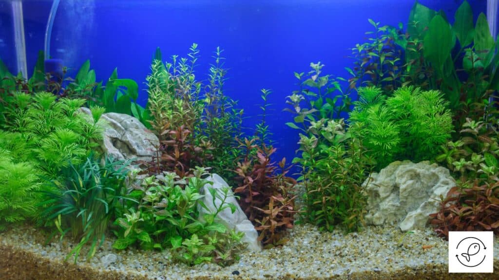 Different types of live plant in aquarium