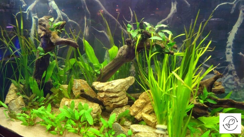 Live aquarium plants without problems