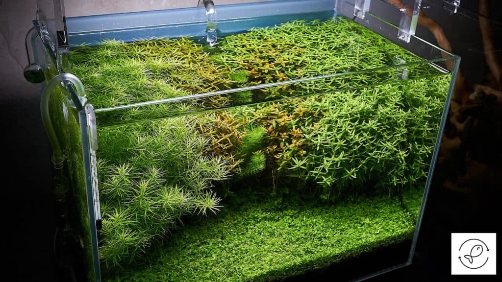live plant in aquarium